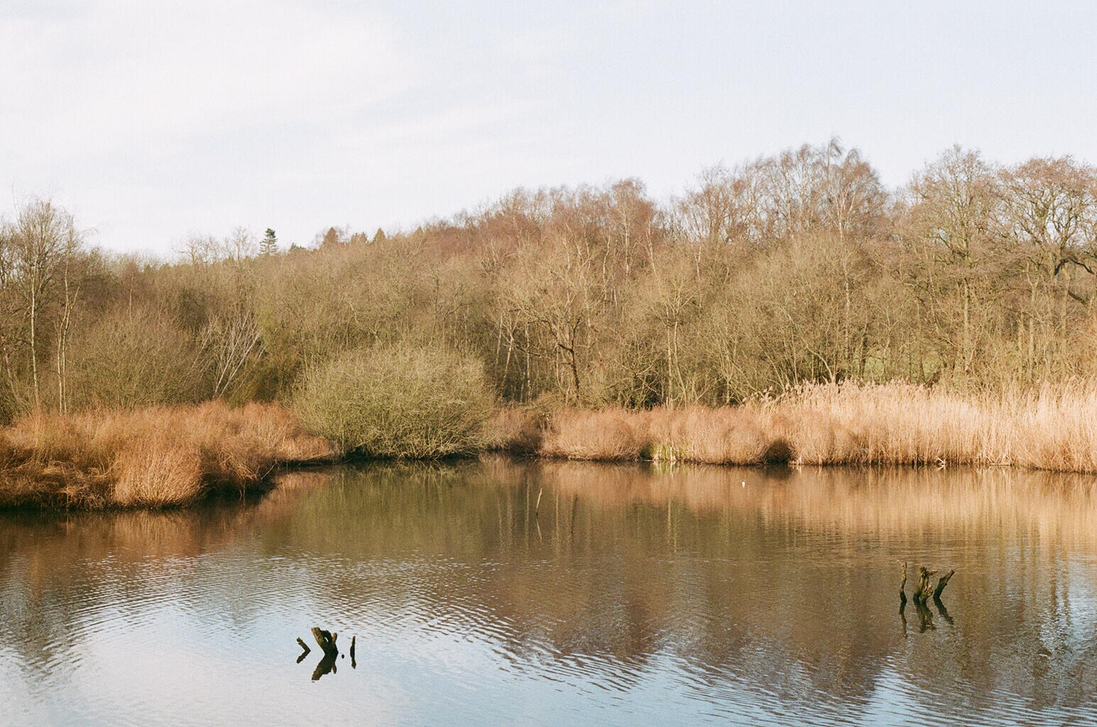 In the foreground there's a large pond, around the pond are brown reeds and trees, and a cloudy sky above.